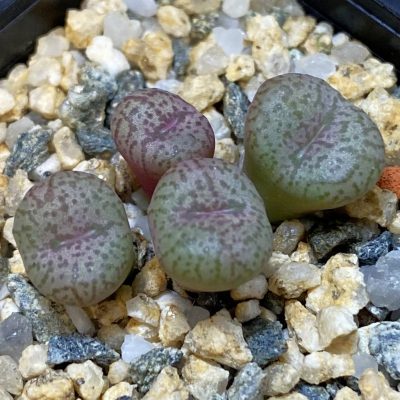 SH39363 Conophytum obcordellum