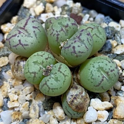SH39364 Conophytum obcordellum