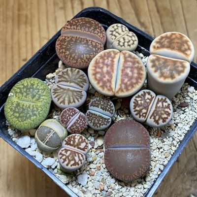 SH39365 Lithops mix