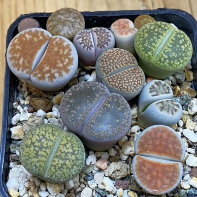 SH39366 Lithops mix