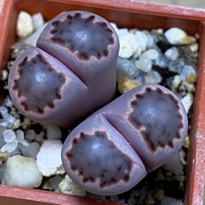 SH39270 Lithops salicola ‘Sato’s Violet’ hybrid