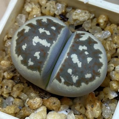 SH39280 Lithops dorotheae