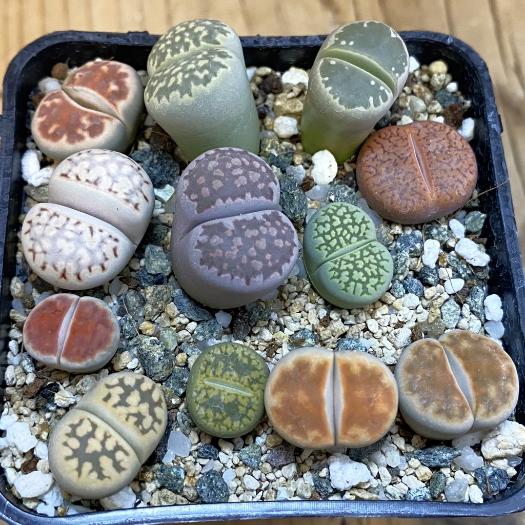 SH39367 Lithops mix