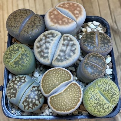 SH39368 Lithops mix