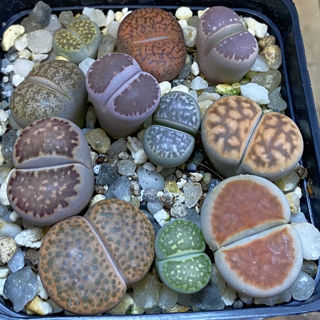 SH39369 Lithops mix