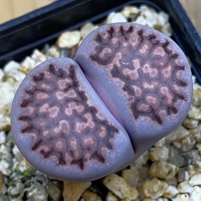 SH39370 Lithops salicola ‘Sato’s Violet’ hybrid