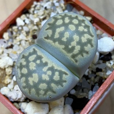 SH39281 Lithops julii v. fulleri