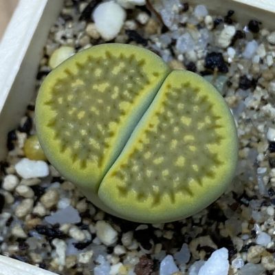 SH39282 Lithops hallii 'Green Soapstone'