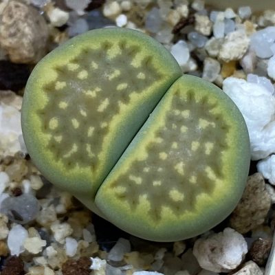 SH39283 Lithops hallii 'Green Soapstone'