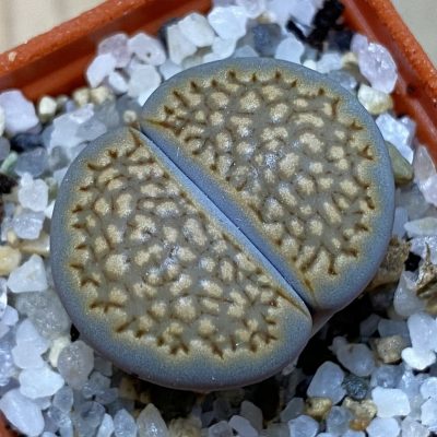 SH39284 Lithops hallii