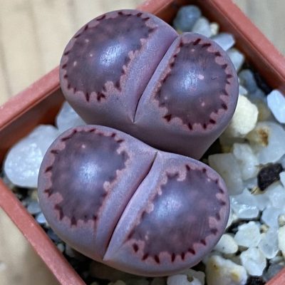 SH39271 Lithops salicola ‘Sato’s Violet’ hybrid