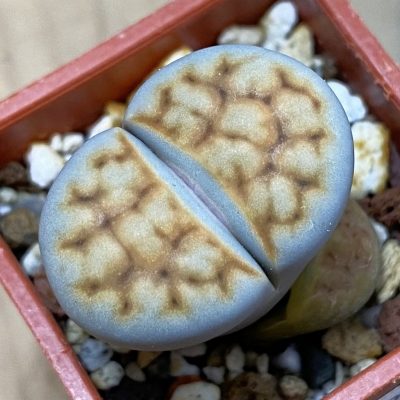 SH39285 Lithops karasmontana -Grunau-