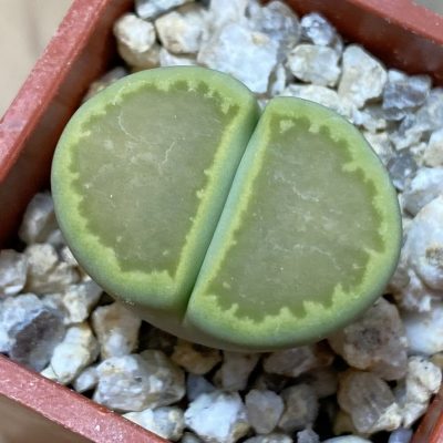 SH39286 Lithops hallii ‘Yellow Biscuit’
