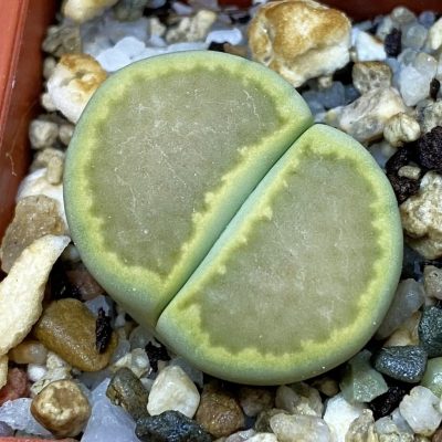 SH39287 Lithops hallii ‘Yellow Biscuit’