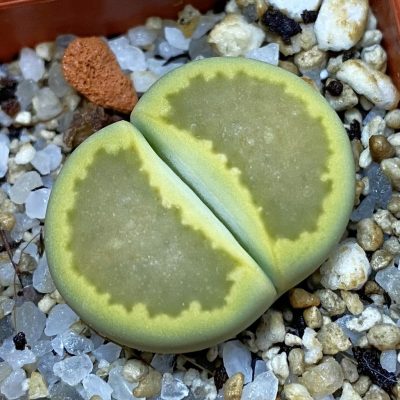 SH39288 Lithops hallii ‘Yellow Biscuit’