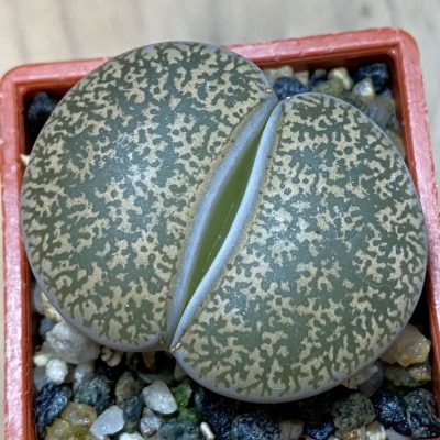 SH39289 Lithops lesliei
