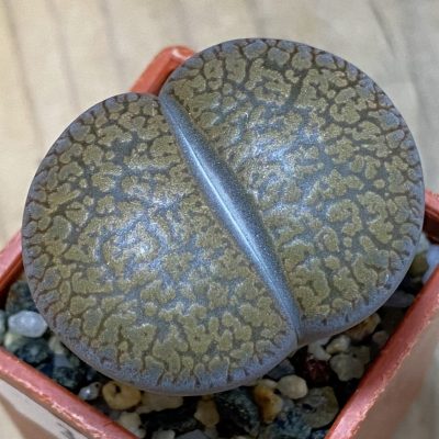 SH39290 Lithops aucampiae