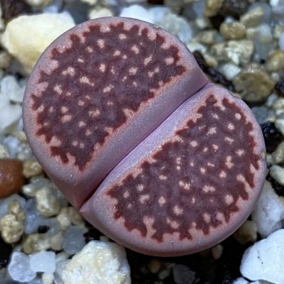 SH39291 Lithops salicola ‘Sato’s Violet’ hybrid