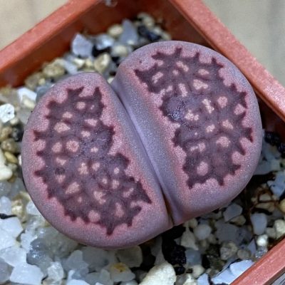 SH39292 Lithops salicola ‘Sato’s Violet’ hybrid