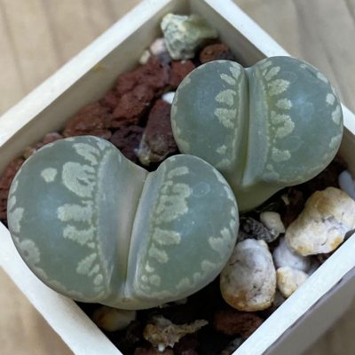 SH39293 Lithops otzeniana