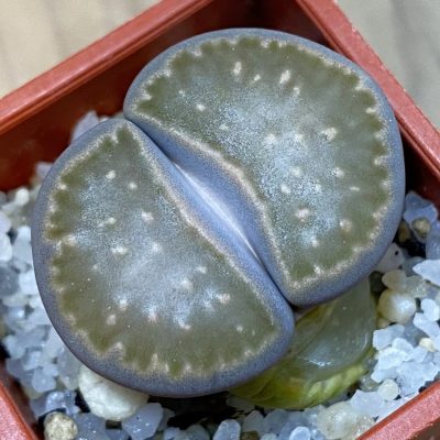 SH39294 Lithops julii