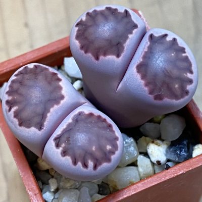 SH39272 Lithops salicola ‘Sato’s Violet’ hybrid