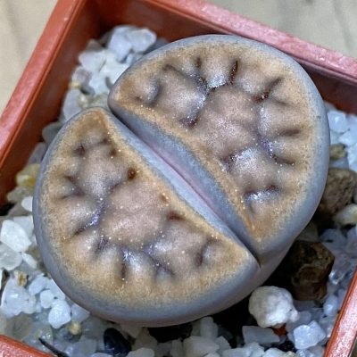 SH39295 Lithops karasmontana
