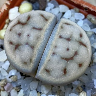 SH39296 Lithops karasmontana v. eberlanzii