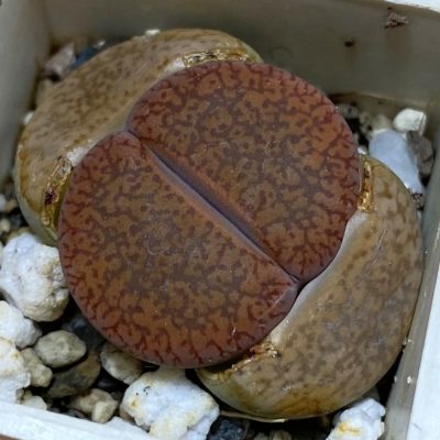 SH39297 Lithops aucampiae v. koelemanii