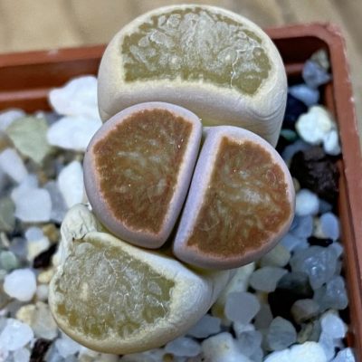 SH39298 Lithops julii ‘Kikushogiyoku’ hybrid