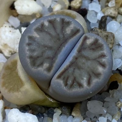 SH39299 Lithops julii ‘Kikushogiyoku’ hybrid