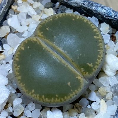 SH39300 Lithops lesliei v. maraisii