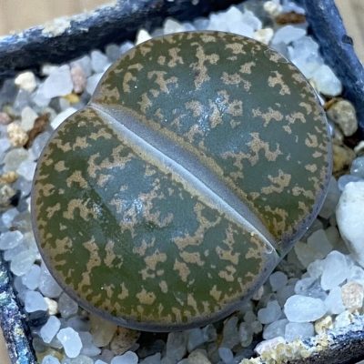 SH39301 Lithops lesliei