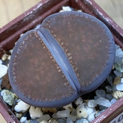 SH39302 Lithops aucampiae ‘Buys Wiese’