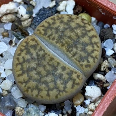 SH39303 Lithops bromfieldii hybrid