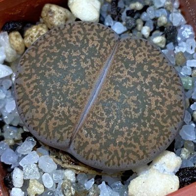SH39304 Lithops lesliei C151