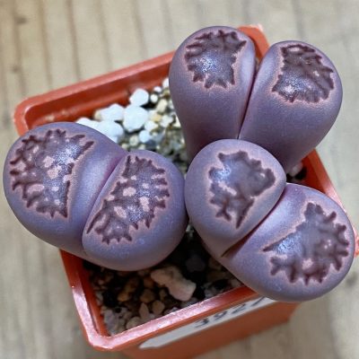 SH39273 Lithops salicola ‘Sato’s Violet’ hybrid