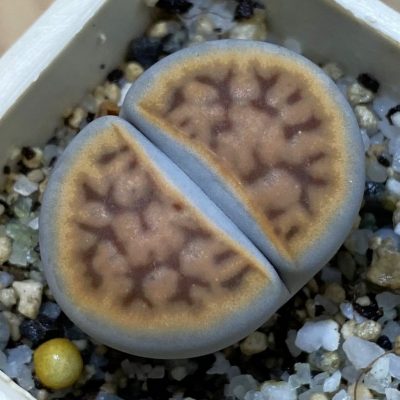 SH39305 Lithops karasmontana