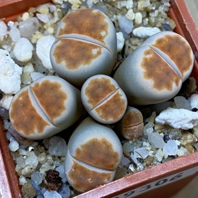 SH39306 Lithops karasmontana v. lericheana f. monstrosa
