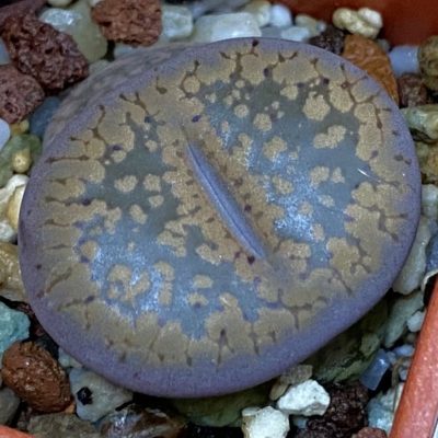 SH39307 Lithops aucampiae 'Kuruman form'