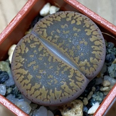 SH39308 Lithops aucampiae 'Kuruman form'
