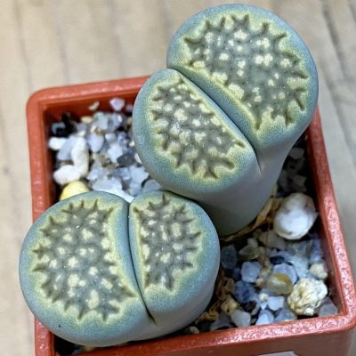 SH39309 Lithops hallii 'Green Soapstone'