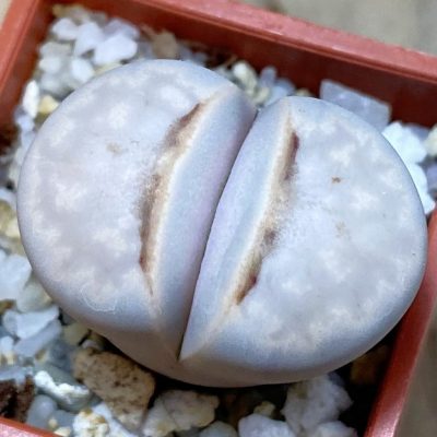 SH39310 Lithops julii ‘Hot Lips’