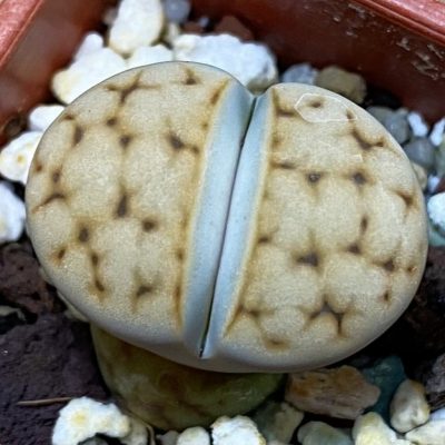 SH39311 Lithops karasmontana