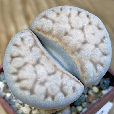 SH39312 Lithops karasmontana