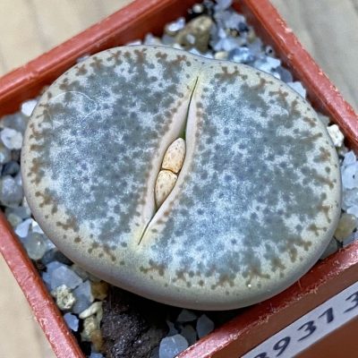 SH39313 Lithops pseudotruncatella
