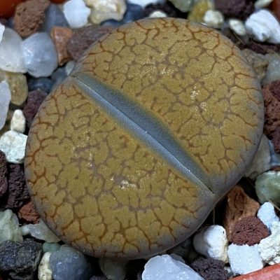 SH39314 Lithops aucampiae v. koelemanii
