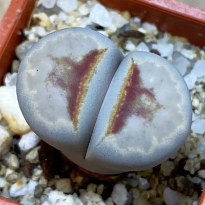 SH39274 Lithops julii ‘Hot Lips’