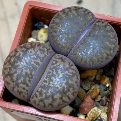 SH39315 Lithops bromfieldii v. glaudinae, 2 plants, seedling
