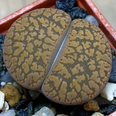 SH39316 Lithops aucampiae